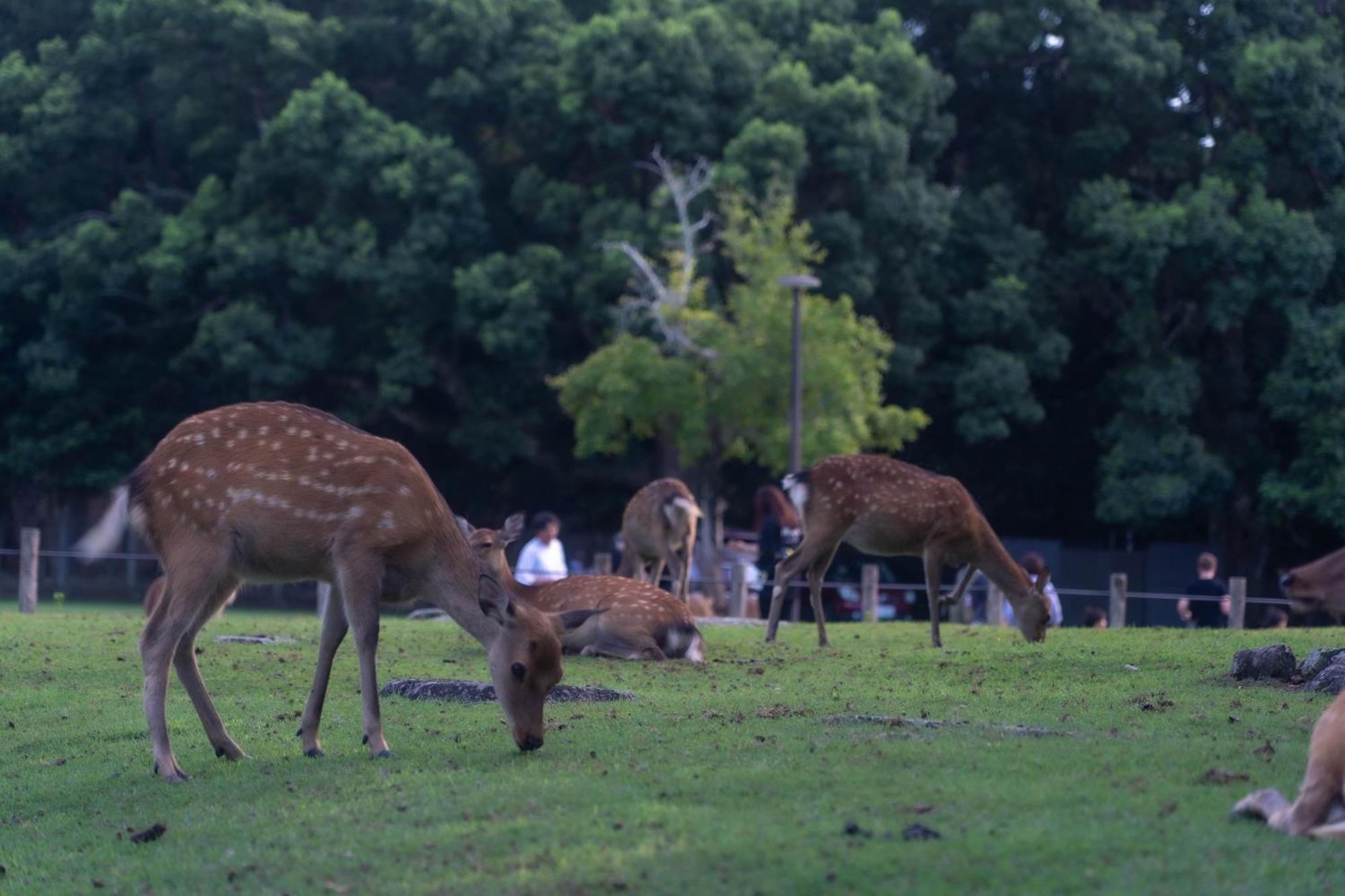 Nara Top Sights 5 To 20 Min Walk 외부 사진